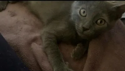 A baby medium-sized male Gray / Blue / Silver Domestic Short Hair cat named Oompa Loompa for adoption in Mokena, IL