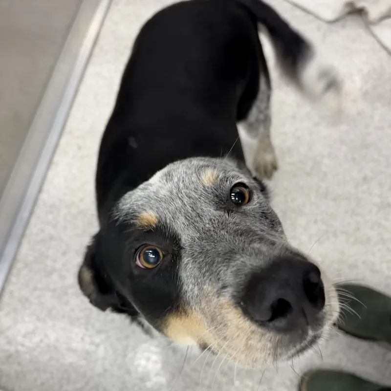 An adult medium-sized male Black Australian Cattle Dog / Blue Heeler named Nick for adoption in Point Richmond, CA