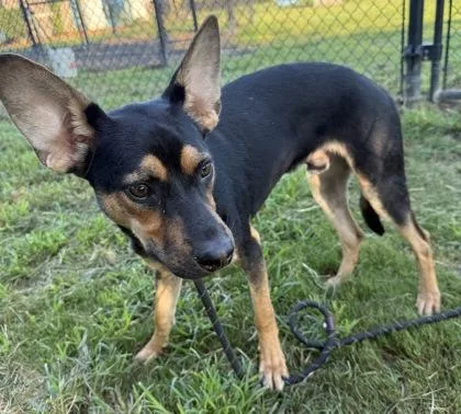 A young small-sized male German Pinscher dog named Omar for adoption in Conway, SC