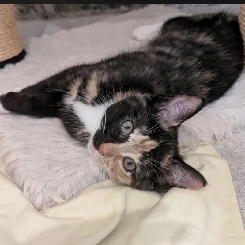 A baby small-sized female Calico cat named Taki for adoption in Wanaque, NJ
