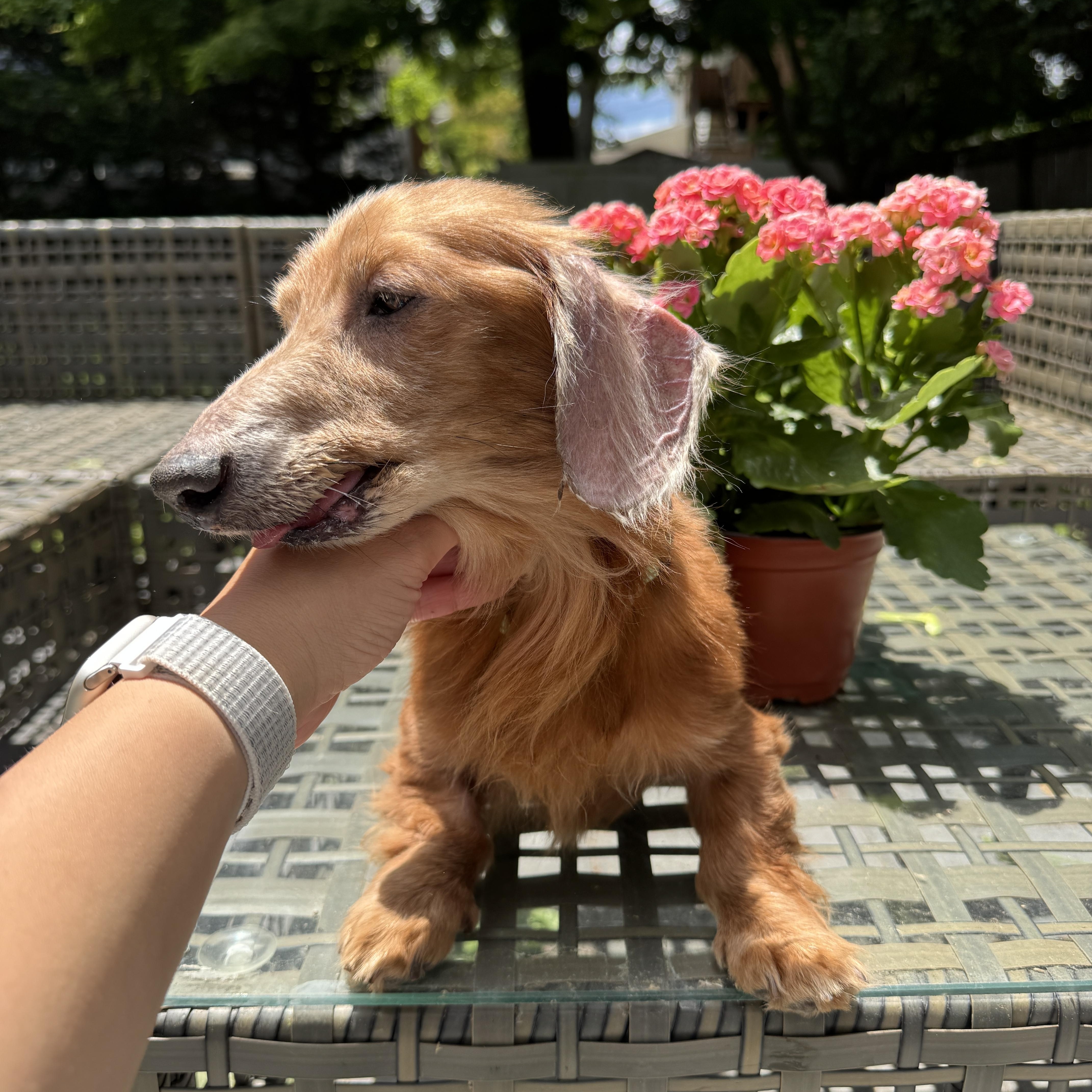 A senior small-sized male Golden Dachshund dog named Felix for adoption in New York, NY