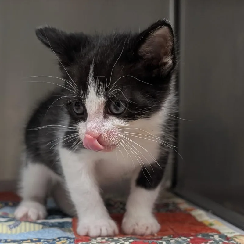 A baby small-sized male Black Domestic Short Hair cat named Austen for adoption in Bryan, TX