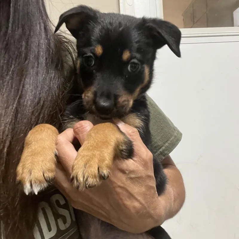 A baby small-sized male White / Cream Australian Shepherd dog named Dil Pickles for adoption in Rossville, GA
