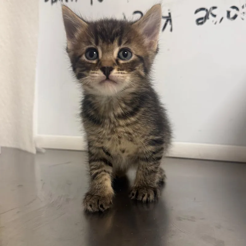 A baby small-sized male Gray / Blue / Silver Domestic Short Hair cat named Kid for adoption in Cody, WY