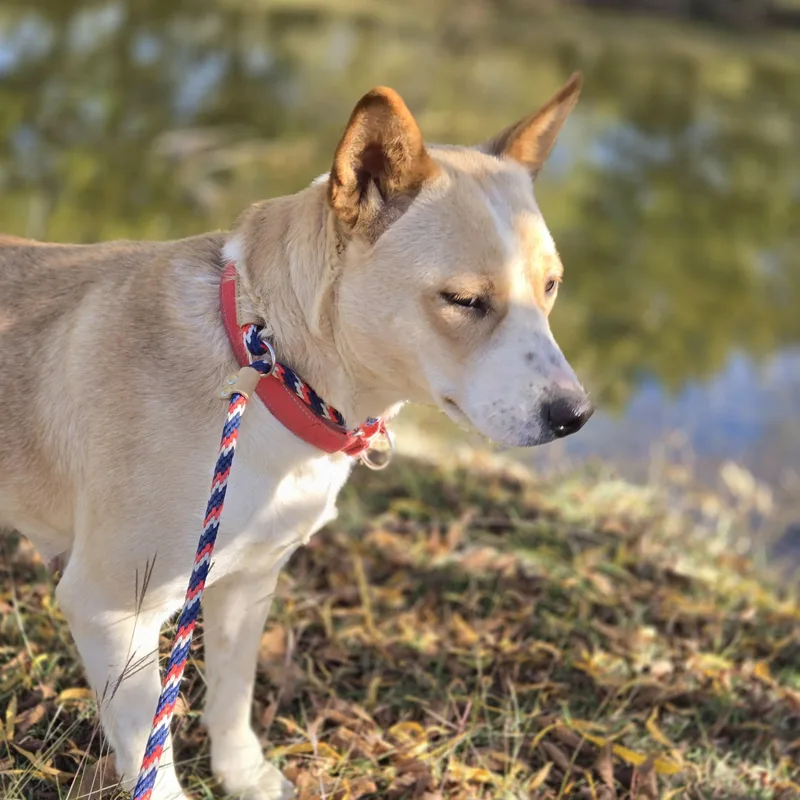 A young medium-sized female Golden Cattle Dog dog named Loretta for adoption in Mansfield, TX