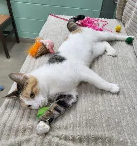 An adult medium-sized female Domestic Short Hair cat named Sassie for adoption in Bucyrus, OH