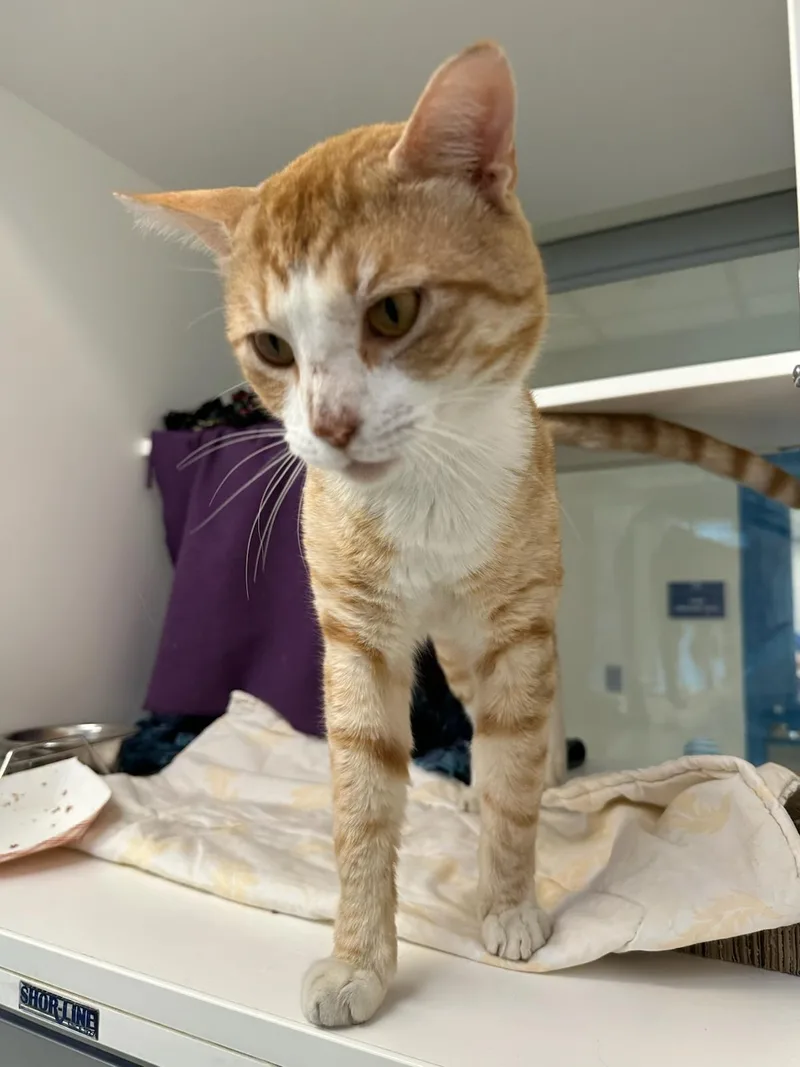 Tiger King thumbnail 2