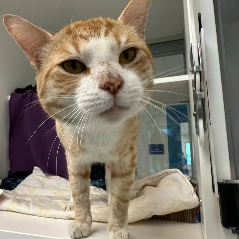 Tiger King thumbnail 3