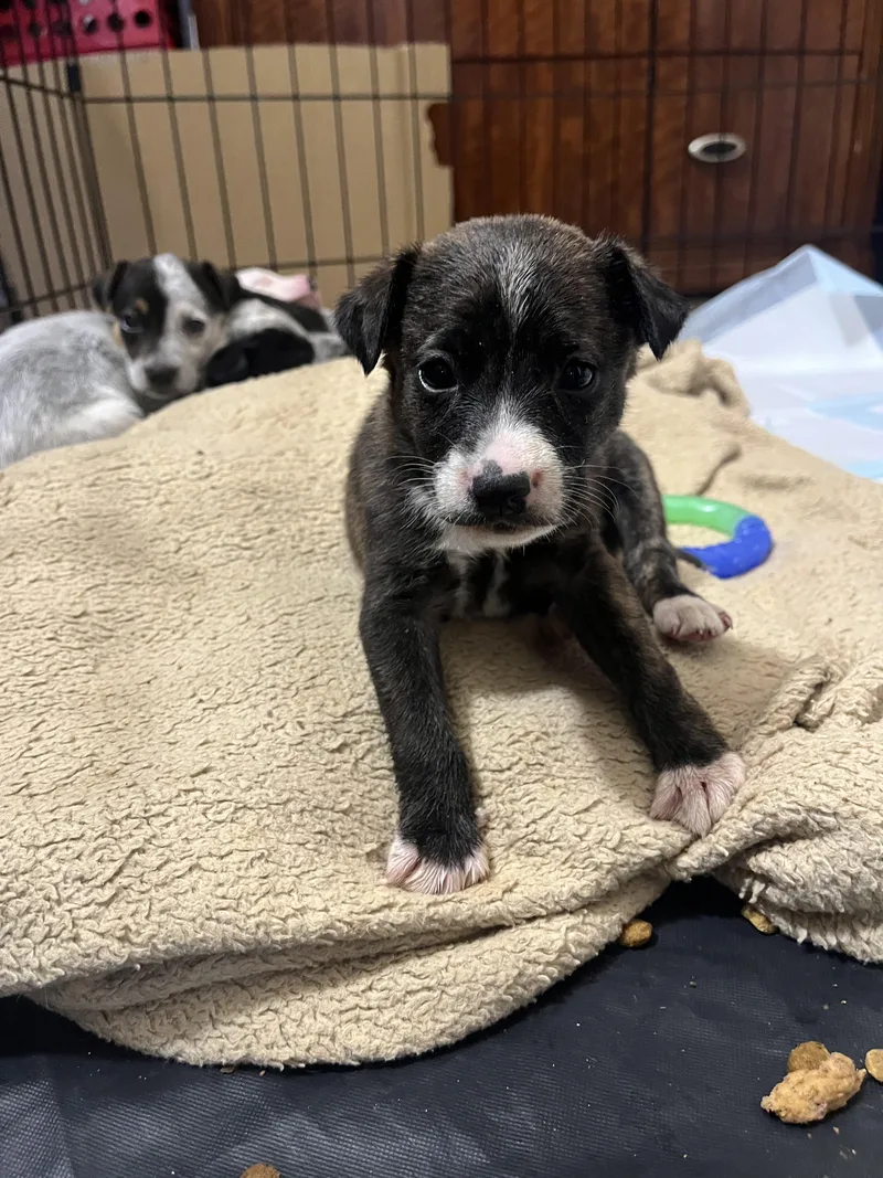 A baby medium-sized male Australian Cattle Dog / Blue Heeler dog named Boots for adoption in Penryn, CA