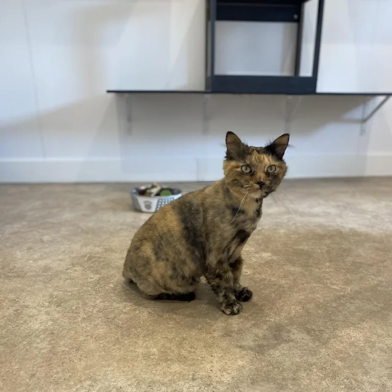 An adult small-sized female Black Domestic Medium Hair cat named Gwen fka Ashlyn for adoption in Green Bay, WI