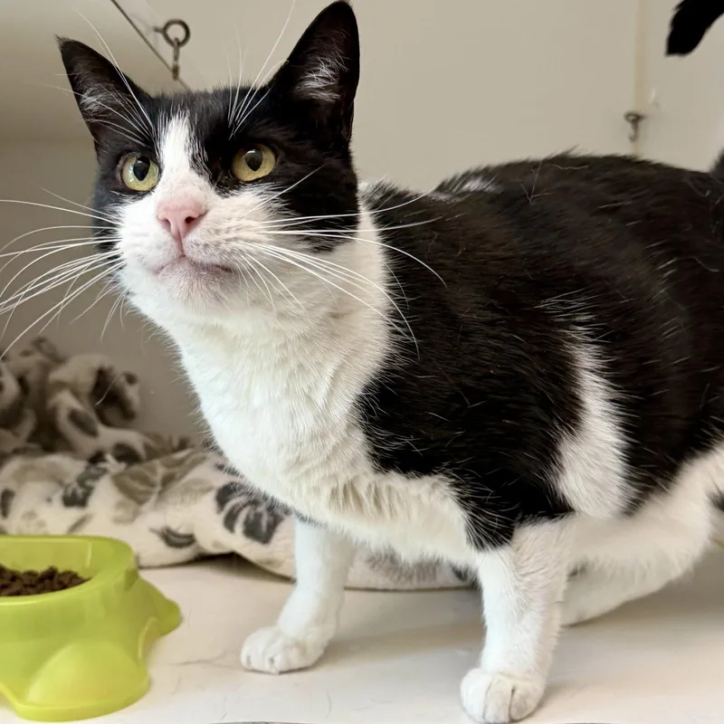An adult medium-sized female Black Domestic Short Hair cat named Selena for adoption in Oakland, CA