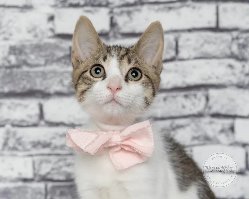 A baby medium-sized female Tabby (Gray / Blue / Silver) Domestic Short Hair cat named Trixie for adoption in Tuscaloosa, AL