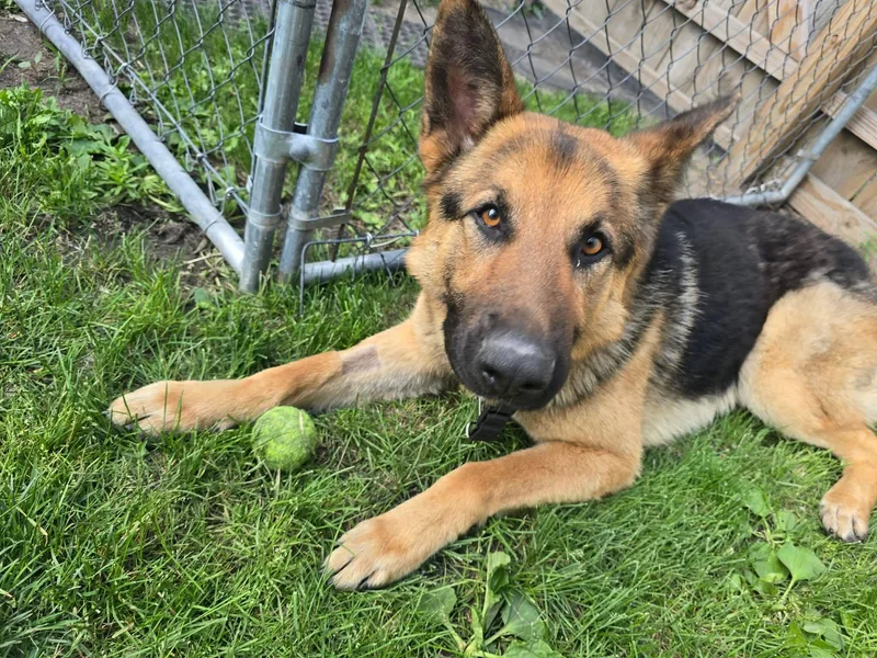Zeus