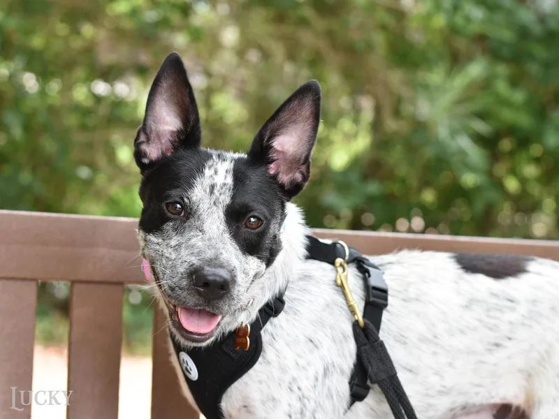 A young medium-sized female Australian Cattle Dog / Blue Heeler dog named Lucky for adoption in Montgomery, TX