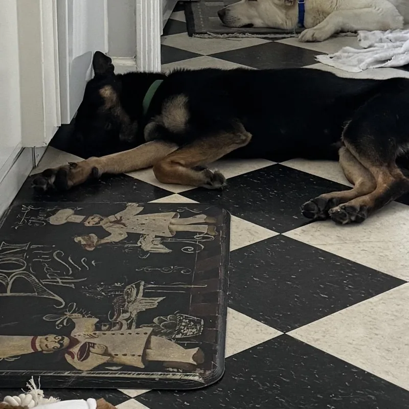 An adult medium-sized male Black Shepherd dog named Rocky for adoption in San Diego, CA