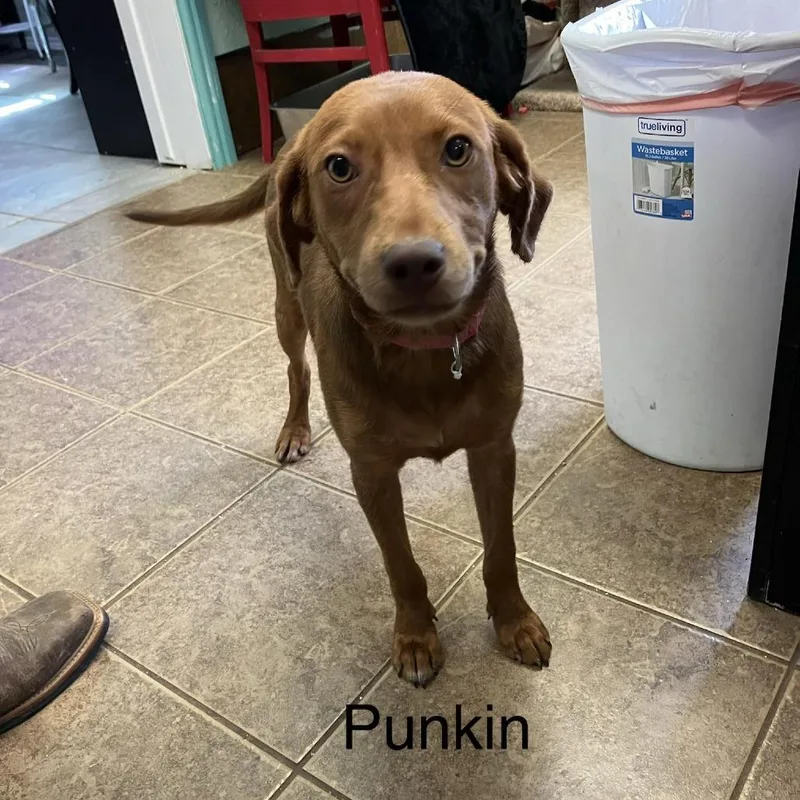 An adult small-sized female Brown / Chocolate Redbone Coonhound dog named Punkin for adoption in Madill, OK