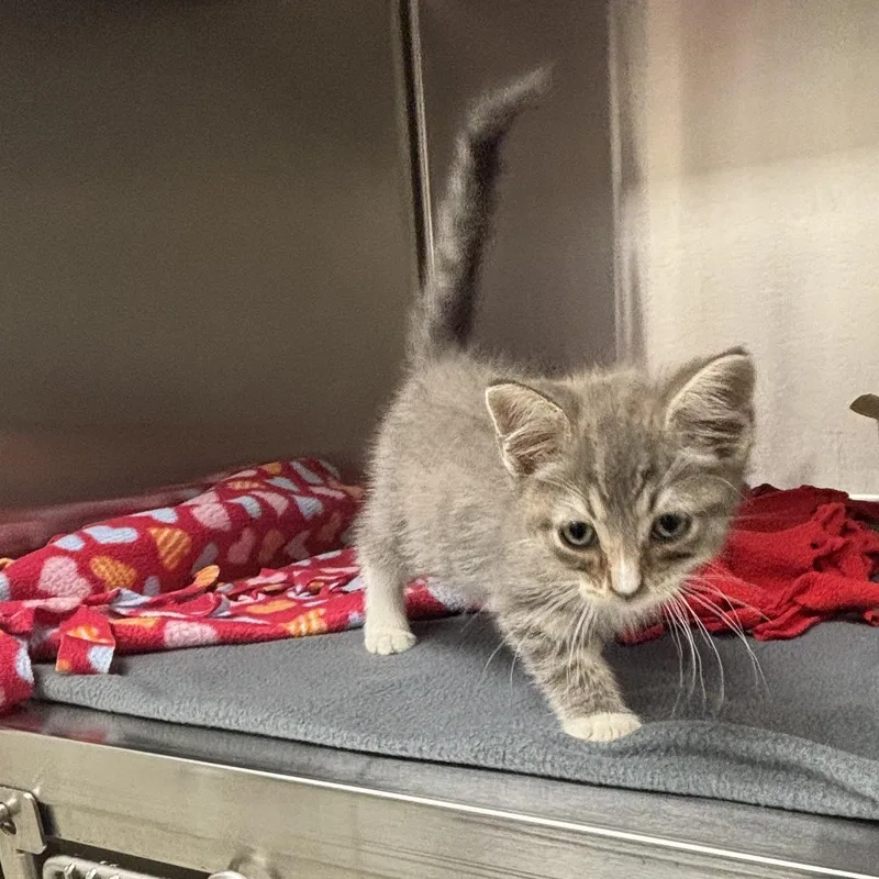 A baby medium-sized male Gray / Blue / Silver Domestic Short Hair cat named Lisbon for adoption in Liberty, MO