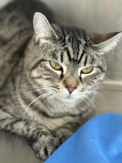 An adult medium-sized male Domestic Short Hair cat named Dan for adoption in West Chester, PA