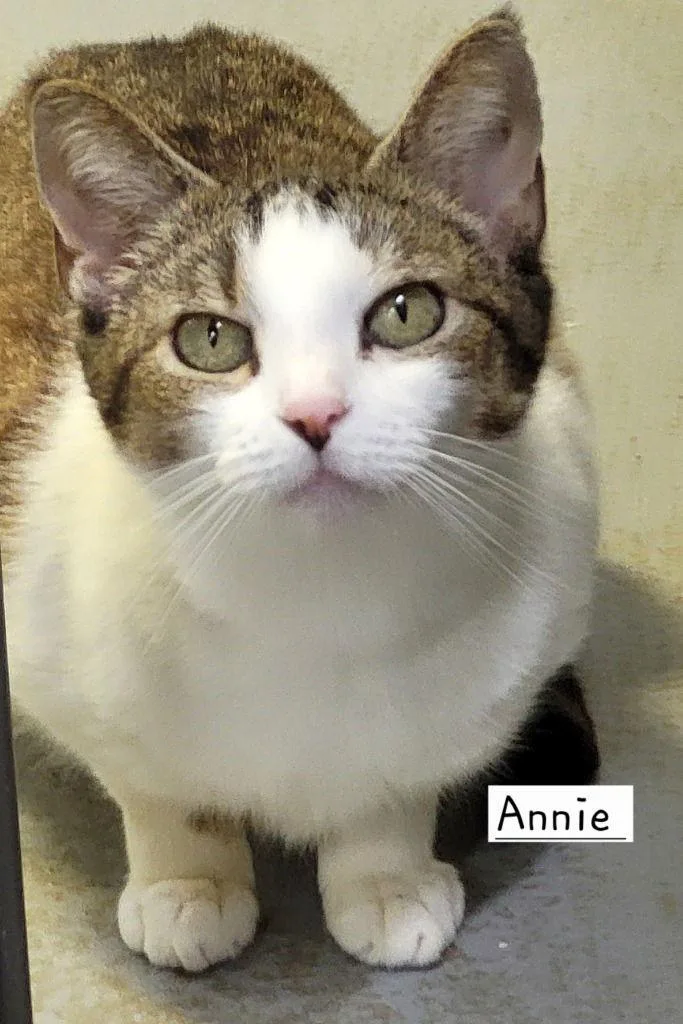 Annie thumbnail 2