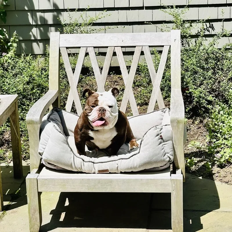 An adult medium-sized female Brown / Chocolate English Bulldog dog named BonBon for adoption in New York, NY