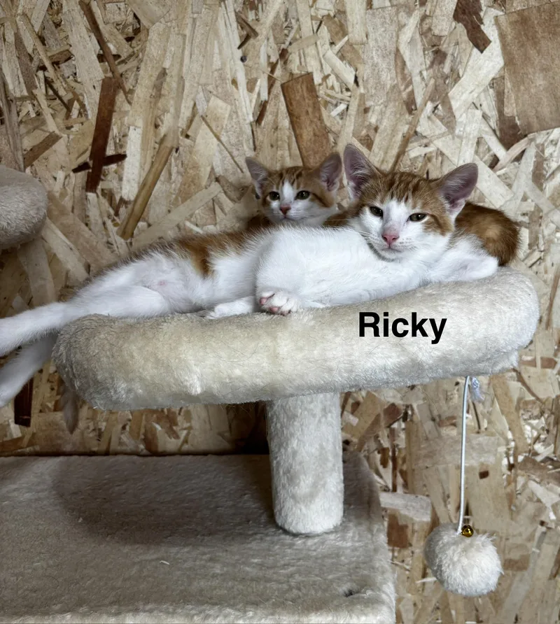Ricky thumbnail 2