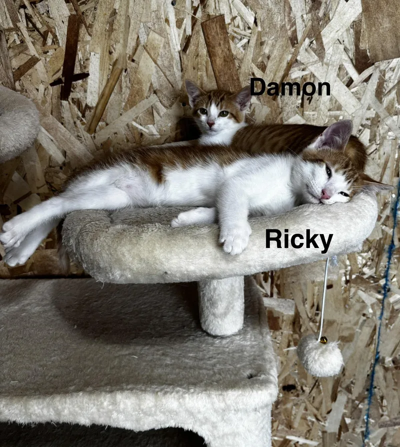 Ricky thumbnail 3