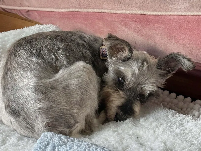 A senior small-sized female Miniature Schnauzer dog named Lucy for adoption in Homer Glen, IL