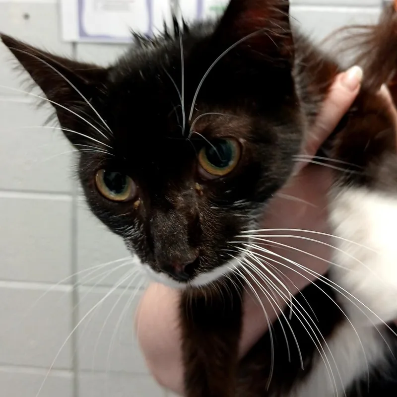 An adult medium-sized male Black Domestic Short Hair cat named Mouse Trap for adoption in West Olive, MI
