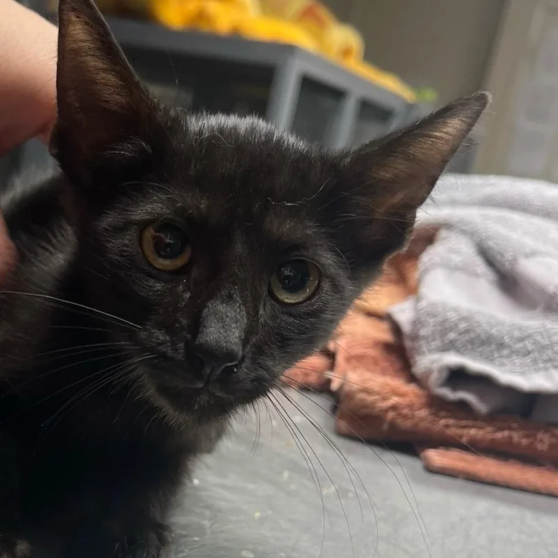 A young medium-sized male Black Domestic Short Hair cat named Beast for adoption in Midland, TX