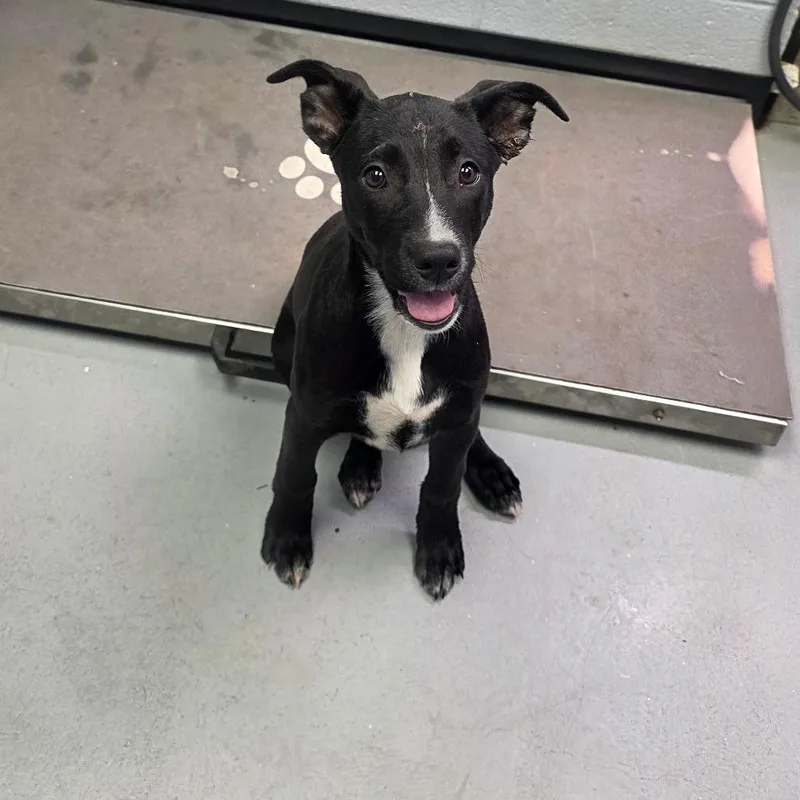 A baby small-sized female Black Mixed Breed dog named Isabella for adoption in Duncan, OK