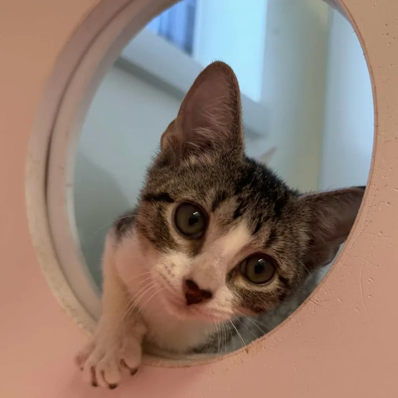 Sour Cream and Onion