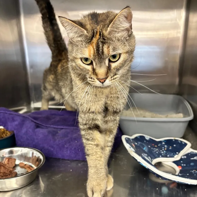 An adult medium-sized female Brown / Chocolate Domestic Short Hair cat named Peaches for adoption in Hamburg, NY
