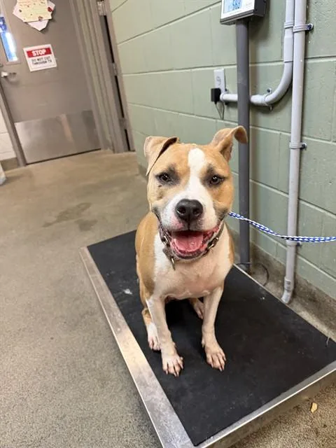 An adult large-sized female Mixed Breed dog named Munchkin for adoption in Jacksonville, FL