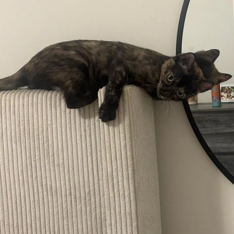 An adult small-sized female Tortoiseshell Domestic Short Hair cat named Gisella for adoption in Rochester, MN