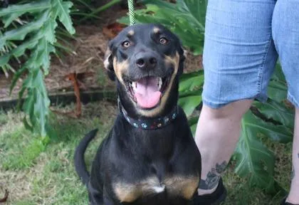 An adult large-sized female Hound dog named Ruby for adoption in Brunswick, GA
