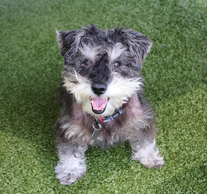 An adult small-sized male Mixed Breed dog named Winston for adoption in Athens, GA