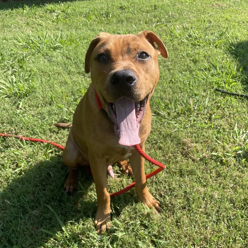 A young medium-sized male Yellow / Tan / Blond / Fawn Mixed Breed dog named Sokka for adoption in Chattanooga, TN
