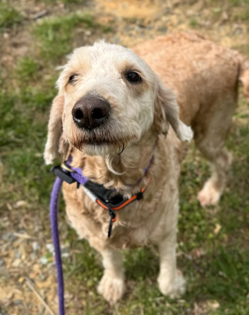 An adult medium-sized female Golden Goldendoodle dog named Butter Pecan for adoption in Manassas, VA