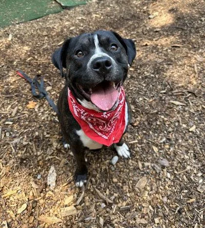 An adult large-sized male Terrier dog named Rocky for adoption in Clarkesville, GA