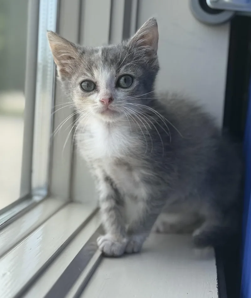 A baby medium-sized female Dilute Tortoiseshell Domestic Short Hair cat named Lily for adoption in Fertile, MN