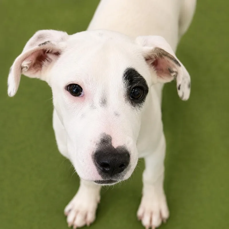 A young medium-sized female White / Cream Hound dog named Lily for adoption in Hopkinton, MA