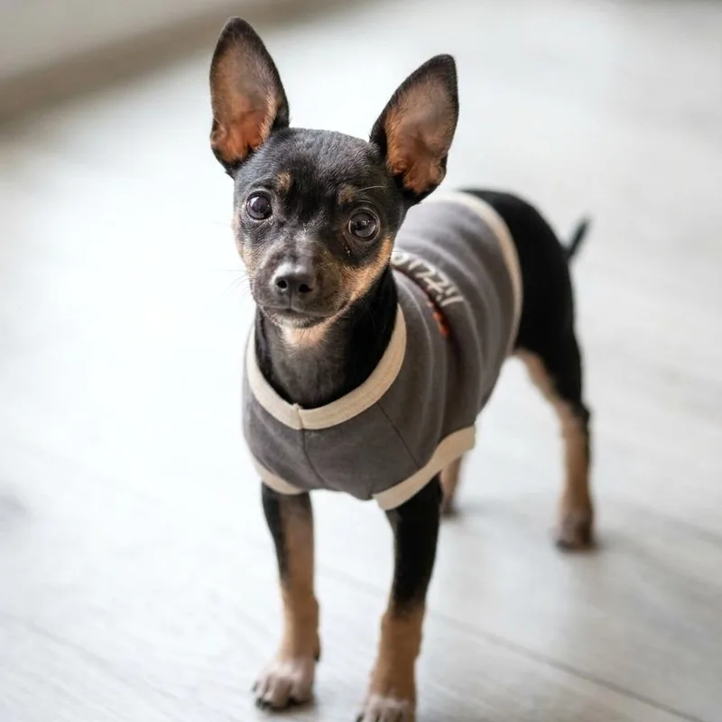 A baby small-sized male Black Chihuahua dog named Raffi for adoption in Boerne, TX