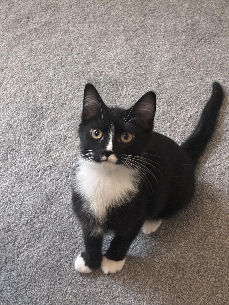 A baby medium-sized male Black & White / Tuxedo Domestic Short Hair cat named Mbappe for adoption in Cincinnati, OH