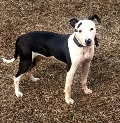 An adult large-sized male Mixed Breed dog named Mista Siska for adoption in Chamblee, GA