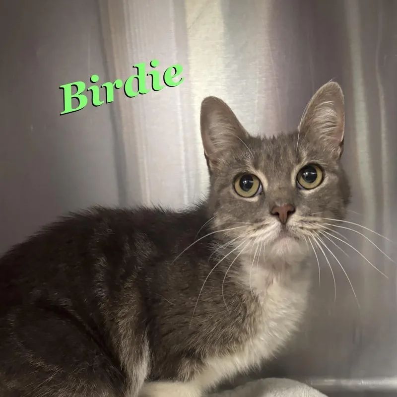 A young medium-sized female Gray / Blue / Silver Domestic Medium Hair cat named Birdie for adoption in Madisonville, TN