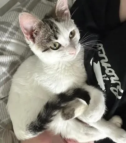 A baby medium-sized female Tabby (Gray / Blue / Silver) Domestic Short Hair cat named Georgette for adoption in East Lansing, MI