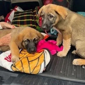 A baby medium-sized female Yellow / Tan / Blond / Fawn Shepherd dog named Peaches for adoption in Potomac, MD