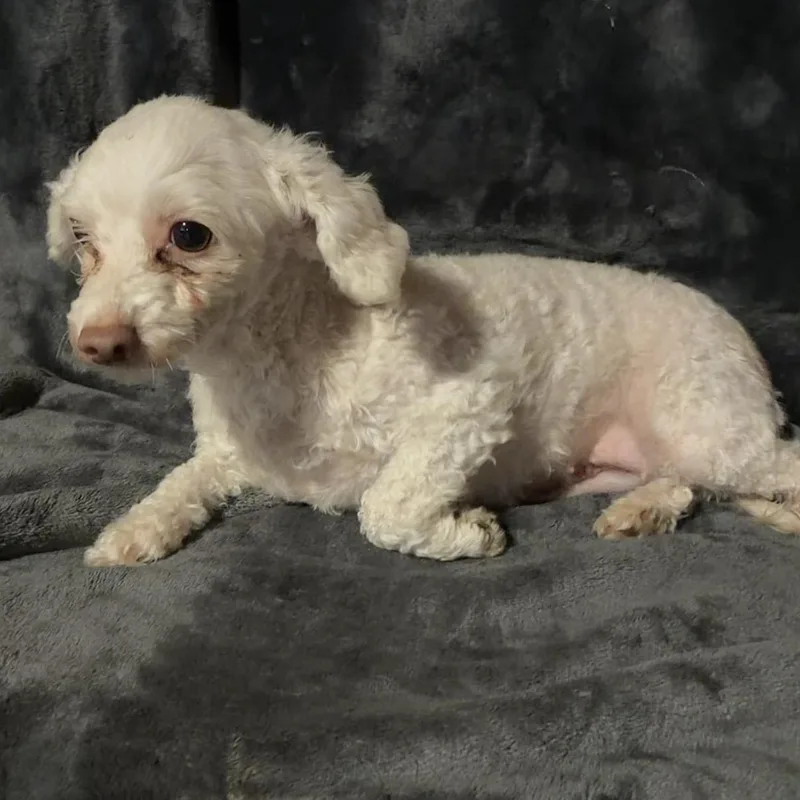 An adult small-sized female White / Cream Maltipoo dog named Amy for adoption in Pelham, NH