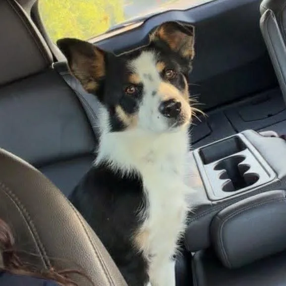 A young medium-sized male Black Cardigan Welsh Corgi dog named Sampson for adoption in Washington Township, OH