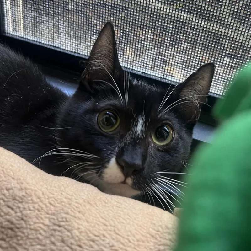 A baby medium-sized female Black Domestic Short Hair cat named Daphne for adoption in Naples, FL
